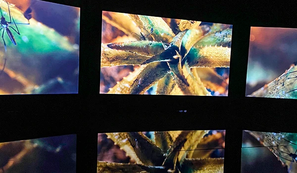 Imagem de uma tela exibindo close-up de uma planta com detalhes das folhas e caules, com foco na textura e cores vibrantes da natureza.  Centro Cultural BB.
