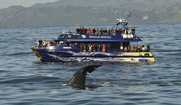 Foto de um barco lotado de turistas no passeio de avistamento de baleias na Lua de Mel na Nova Zelândia.