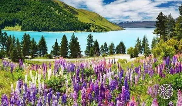 Foto de uma paisagem com muitas flores nos tons rosa e lilaz em um dos destinos da Nova Zelândia.