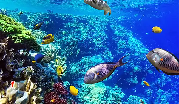 Foto de um recife de corais vibrante e colorido, repleto de diversas espécies de peixes tropicais de diferentes tamanhos e cores, nadando em águas claras, na Lua de Mel em Cancun.