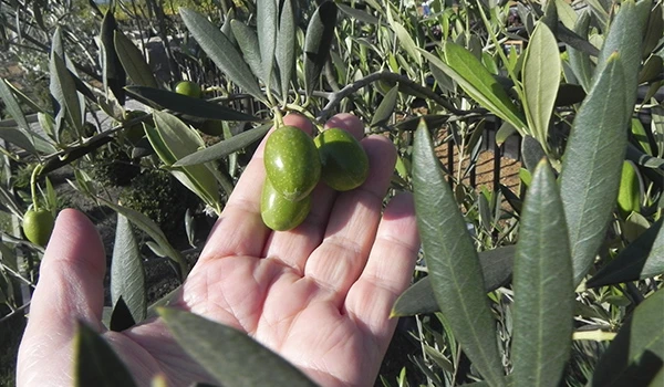 Obtenção de azeitonas verdes em olival, mostrando uma mão segurando frutos ainda no galho, com fundo de folhas verdes das oliveiras.