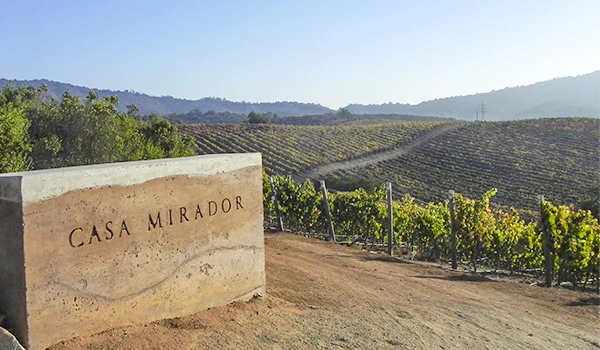 Vasta plantação de vinhedos na região de Casa Mirador, rodeada por belas colinas e vista panorâmica, ideal para turismo enológico e conexão com a natureza. Vinícolas no Chile, qual visitar?