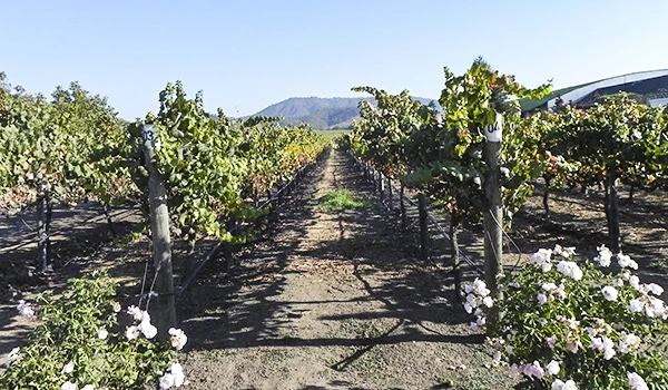 Vasto campo de vinhedo com plantas bem cuidadas e céu azul, ideal para produção de vinho, na região do Vale de Casablanca. Vinícolas no Chile, qual visitar?