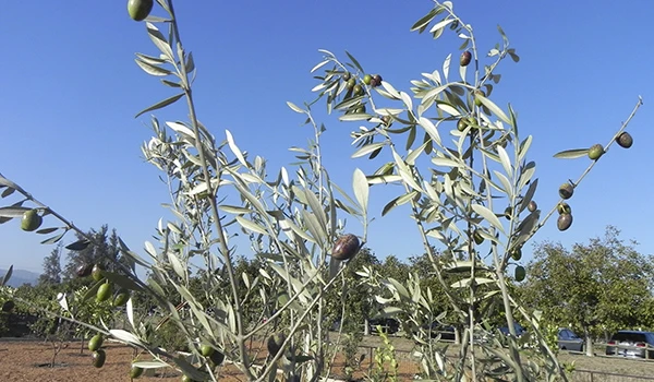 Imagem de uma plantação de oliveiras sob céu azul, destacando as folhas verdes e frutos maduros. Ambiente agrícola ao ar livre com árvores de oliveira.