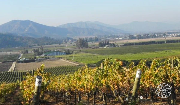 Paisagem de vinhedo com fileiras de uvas maduras sob céu claro, cenário rural com montanhas ao fundo, ideal para turismo enológico e agricultura