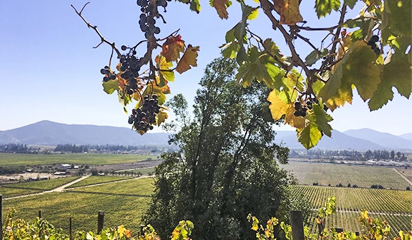Paisagem de vinhedo e vegetação campestre sob céu claro, com montanhas ao fundo, destacando a produção agrícola e o cultivo de uvas.
