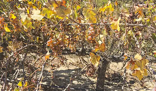 Videira com uvas maduras pronto para a colheita, em vinhedo ensolarado, durante o verão, destacando as folhas verdes e frutos de cor roxa. Vinícolas no Chile, qual visitar?