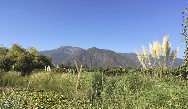 Paisagem natural com montanhas ao fundo, céu azul, vegetação exuberante e gramados na região central, com destaque para plantas altas e grama clara ao vento