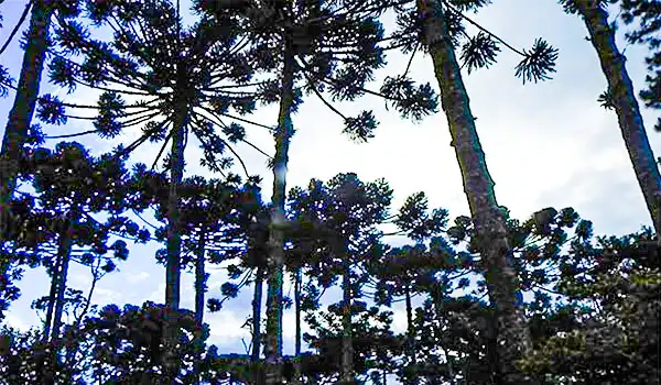 Imagem de uma floresta com árvores altas e copas densas sob um céu parcialmente nublado, destacando a beleza natural da mata brasileira. Natal em Campos do Jordão.