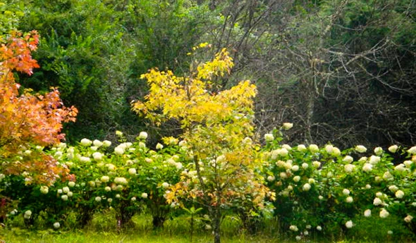 Imagem de um jardim com árvores de diferentes cores, incluindo uma árvore amarela no centro, rodeada por flores brancas e folhagem verde, em uma paisagem natural.