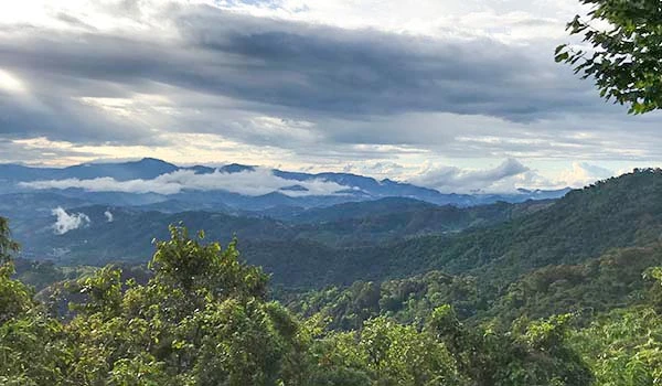 Paisagem de floresta exuberante com montanhas ao fundo e céu nublado, ideal para quem aprecia natureza e turismo ecológico. Natal em Campos do Jordão.