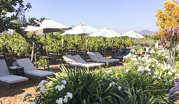 Imagem de espreguiçadeiras brancas e guarda-sóis em um ambiente de jardim ou piscina ao ar livre, com flores e árvores ao redor, sob céu claro. Lua de Mel no Chile.