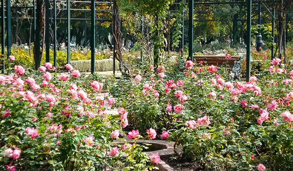 Jardim de flores rosas em um espaço ao ar livre, cercado por uma cerca de metal, com árvores ao fundo, criando uma atmosfera tranquila e natural. Lua de Mel no Chile.