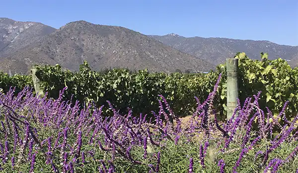 Vinha entre flores de lavanda e com montanhas ao fundo, sob céu azul claro. Vinícolas no Chile, qual visitar?