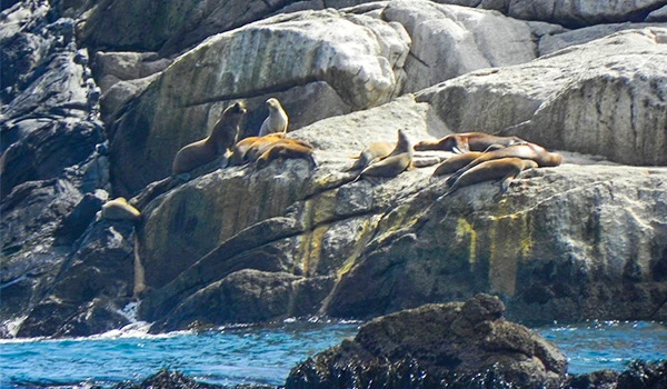 Leões marinhos descansando sobre rochas na costa rochosa com água azul ao fundo, ambiente natural marítimo. Viña del Mar o que fazer.