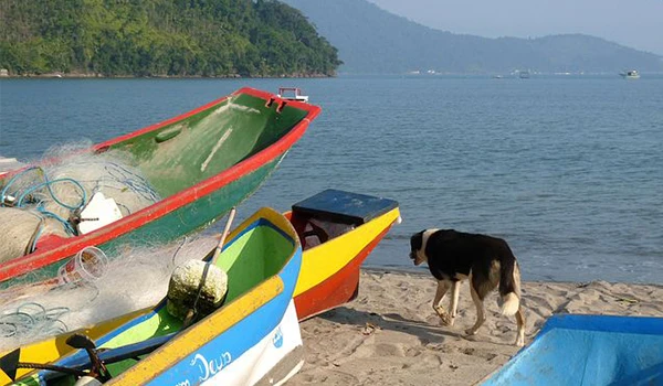 Cachorro na praia perto de barcos coloridos, com vista para o mar e uma paisagem montanhosa ao fundo, transmitindo tranquilidade e conexão com a natureza.