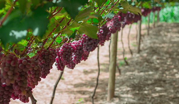 Parreiras verdes carregadas de uvas rosada, com destaque da luz do sol em contraste com o solo, produto da Típica Festa da Uva de Jundiaí.