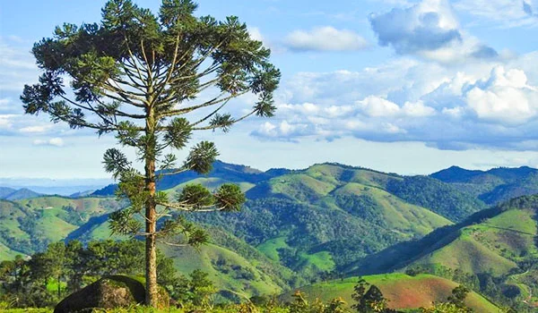 Paisagem montanhosa com uma grande araucária em primeiro plano, destacada contra o céu azul com nuvens brancas. Ao fundo, uma sequência de montanhas verdes, com áreas de mata e campos, formando um cenário natural amplo e ensolarado.