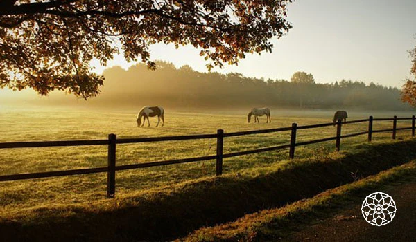 Cenário rural com prados verdes, cavalos pastando ao amanhecer sob uma árvore e uma cerca de madeira ao pôr do sol, transmitindo tranquilidade e conexão com a natureza.