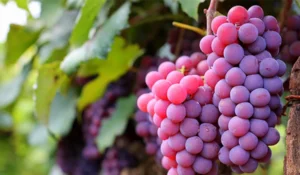Foto de uma parreira com uvas rosadas do Circuito das Frutas de São Paulo.
