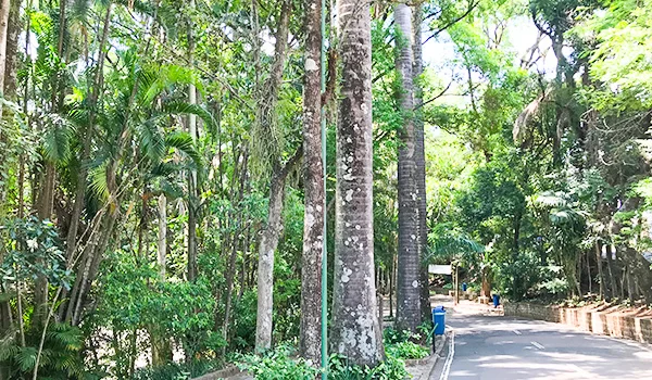 Foto das alamedas com árvores do Bosque dos Jequitibás, com vegetação abundante, na Lua de Mel em Campinas.