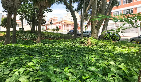 Foto de um parque no Cambuí onde se observa rua, predios e caros na Lua de Mel em Campinas.