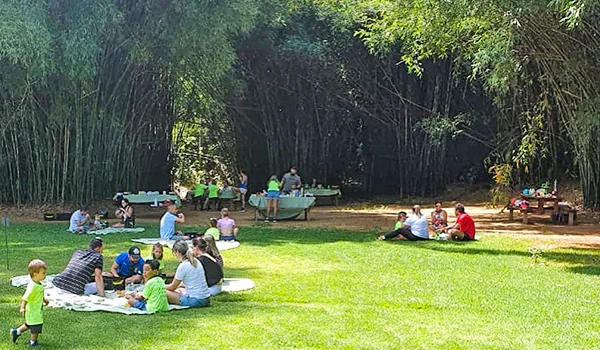 Foto de um bosque com gramado e várias famílias, cercado grandes pés de bambus em Campinas.