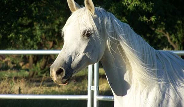 Imagem de um cavalo branco com pelagem brilhante, em um ambiente ao ar livre, com árvores ao fundo e uma cerca de metal ao lado.