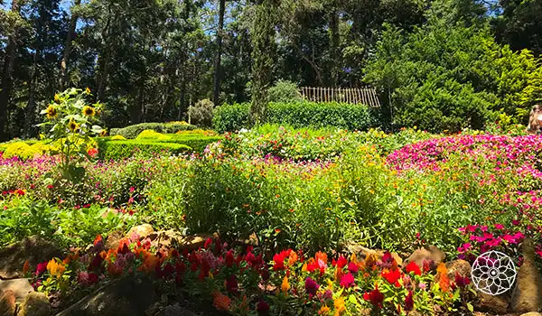 Jardim florido com variedade de flores coloridas e verdejantes, cercado por árvores e um ambiente natural exuberante.