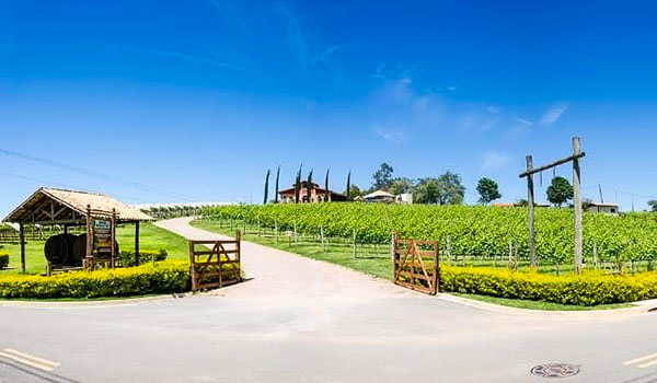 Louveira vinícolas e Turismo Rural