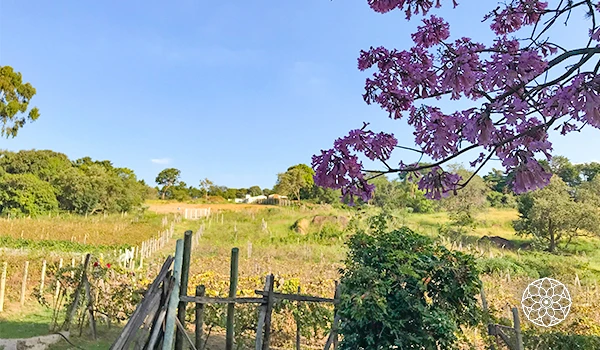 Vista de um campo com flores roxas e árvores, ideal para apreciar a natureza em um dia ensolarado. Perfeito para relaxar e conectar-se com o ambiente.