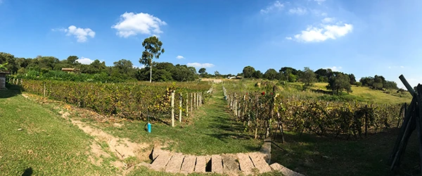 Imagem panorâmica de um vinhedo com fileiras de parreiras e um céu azul claro ao fundo, ideal para amantes de vinhos e natureza. Dicas sobre O que fazer em Valinhos.