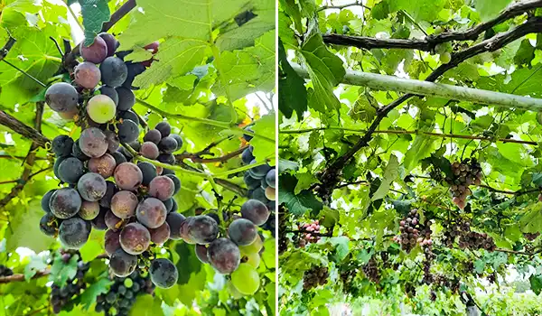 Videiras carregadas com uvas maduras e maduras em um vinhedo ensolarado, ideal para produção de vinho, com folhagem verde vibrante e cachosUNICA