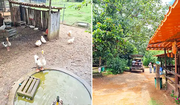 Imagem de uma fazenda com galinhas, animais de criação, árvores e uma entrada de terra, ideal para quem busca conhecer fazendas rurais no Brasil.