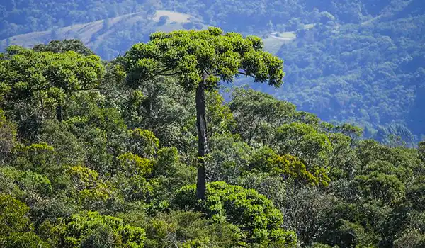 Imagem de Araucárias e outras árvores, em uma paisagem montanhosa ao fundo, destacando a biodiversidade e a beleza natural do ambiente.  O que fazer em São Bento do Sapucaí.