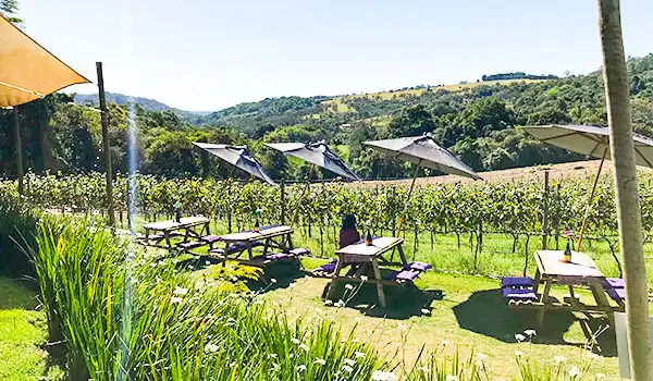 Um agradável ambiente ao ar livre em uma vinícola, com mesas e cadeiras em meio a vinhedos, ideal para degustação de vinhos e relaxamento.