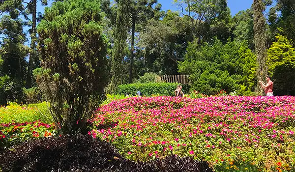 Jardim com diversas plantas e flores coloridas, incluindo arbustos verdes, árvores altas ao fundo e um céu azul, ideal para momentos de lazer e contato com a natureza.