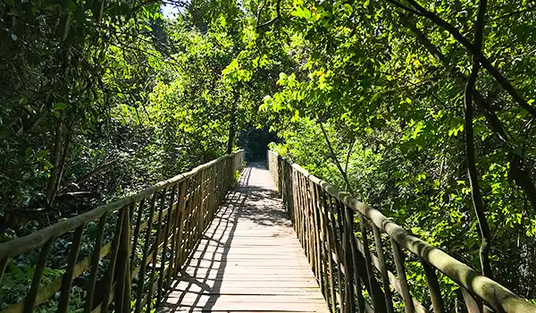 Uma ponte de madeira cercada por uma densa vegetação verde, que se estende pelo meio da floresta. A luz do sol penetra pelas folhas, criando um ambiente sereno e natural.