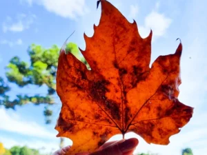 Folha de bordo de outono com coloração laranja e vermelha, destacada contra um céu azul com nuvens e árvores verdes ao fundo.