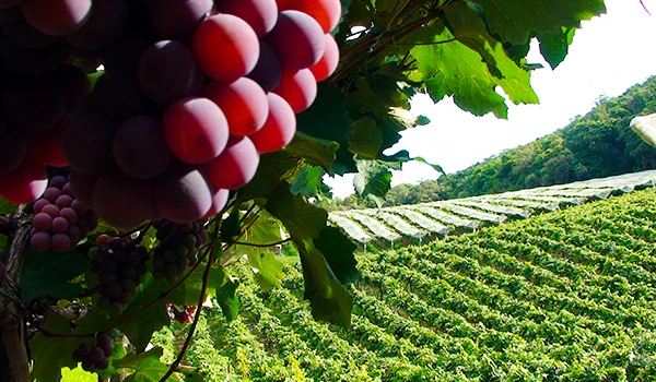 Imagem de uvas maduras em um vinhedo, destacando a beleza das colheitas entre as folhas verdes. Ideal para quem aprecia vinhos e vinicultura.