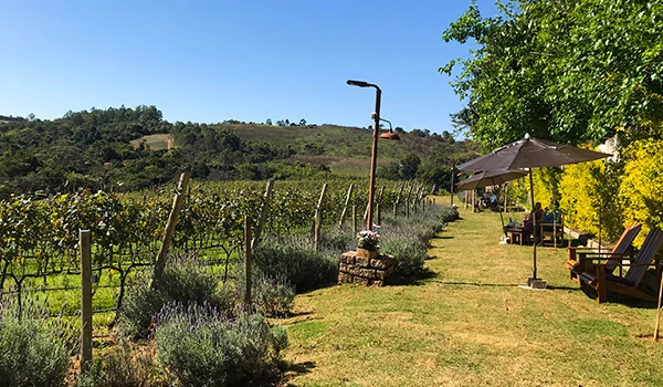 Vista encantadora de um vinhedo com lavandas na borda, mostrando um espaço para relaxar ao ar livre, ideal para apreciadores de vinho.