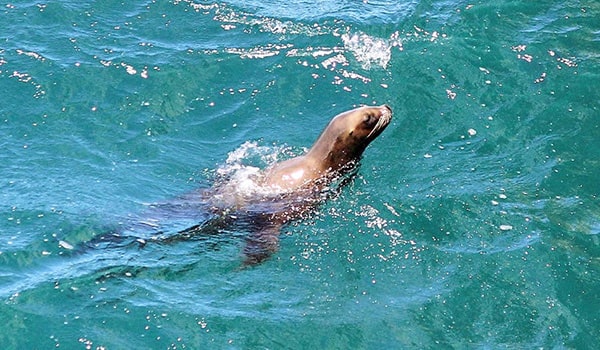 Foto de um leão marinho nadando em águas cor de turquesa na Província argentina de Chubut na Patagônia.