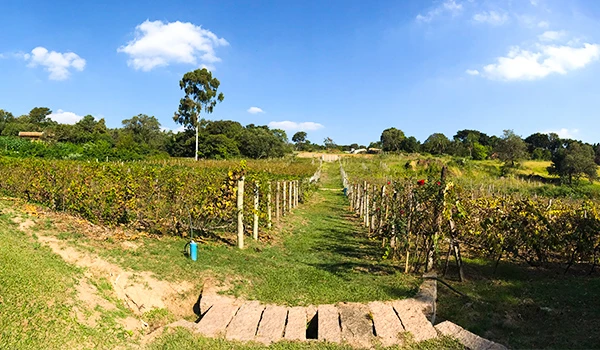 Paisagem de um vinhedo sob um céu azul, com fileiras de videiras e caminho em meio à natureza exuberante, ideal para turismo, Vinícola Chão de Pedra.
