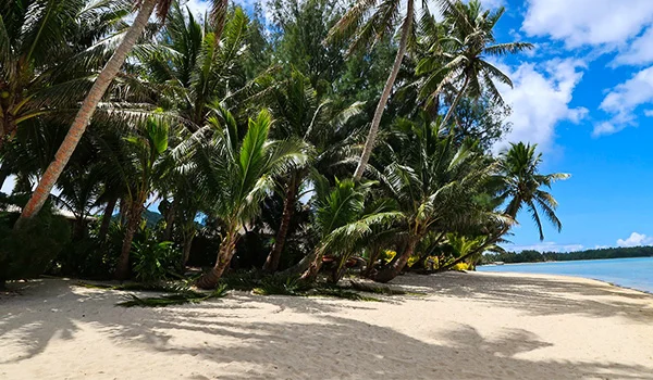 Uma bela paisagem de praia com areia, coqueiros e mar na Viagem para as Ilhas Cook.