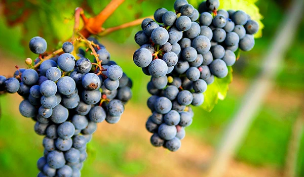 Videiras com uvas maduras prontas para a colheita, destacando o cultivo de uvas para vinho na viticultura.