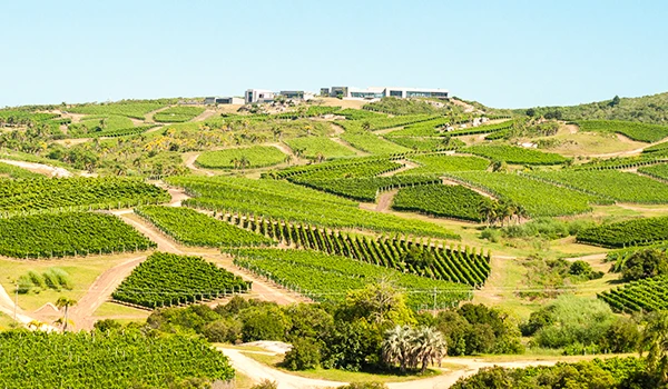 Imagem de um vasto vinhedo com plantações organizadas em curvas nas encostas, sob céu claro, destacando o cultivo de uvas para produção de vinho.