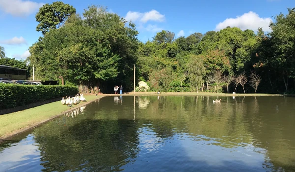 Paisagem serena com lago e vegetação exuberante ao redor, incluindo árvores verdes e céu azul claro, ideal para um passeio ao ar livre e contato com natureza.
