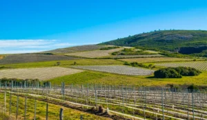 Uma bela imagem de uma propriedade com plantações de uva, nas vinícolas de Punta del Este.