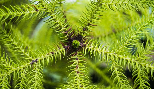 Foto das folhas da Araurcária uma das plantas encontradas na Serra da Mantiqueira.