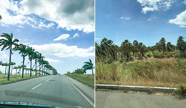 Imagem de duas paisagens de estrada com árvores ao lado, uma com palmeiras e outra com vegetação seca, sob céu claro e ensolarado.